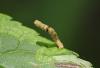 Ectropis crepuscularia